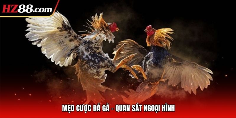 các mẹo cược đá gà hiệu quả các mẹo cược đá gà hiệu quả